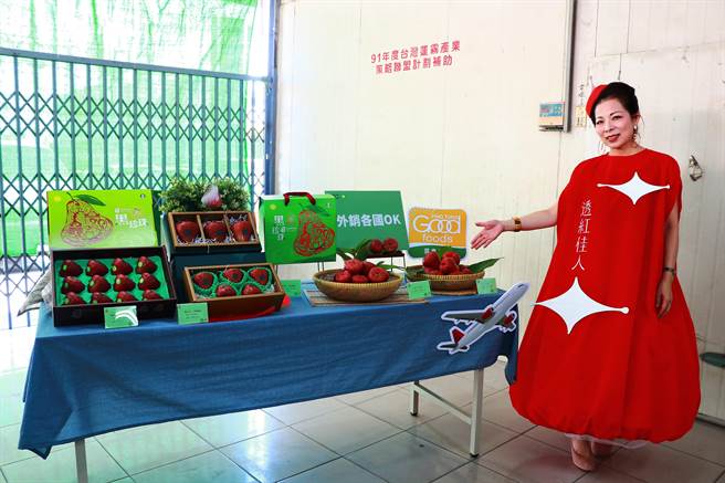 佳冬農會品牌蓮霧「透紅佳人」在全球疫情延燒之際，以精緻路線穩定外銷市場，新的一年又接下香港大單。（謝佳潾攝）