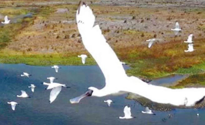 寒冬鸟况精采，水利署第四河川局在记录浊水溪出海口扬尘防制成效，空拍机意外拍到大批黑面琵鹭在空中飞翔。（第四河川局提供／张朝欣云林传真）