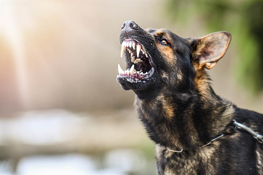 11歲童遭7犬扯爛頭皮斷肢慘死媽跨年狂歡3天沒發現 搜奇 網推