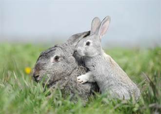 兔寶寶慘遇突襲無力反擊 兔媽拔腿飛撲怒戰烏鴉