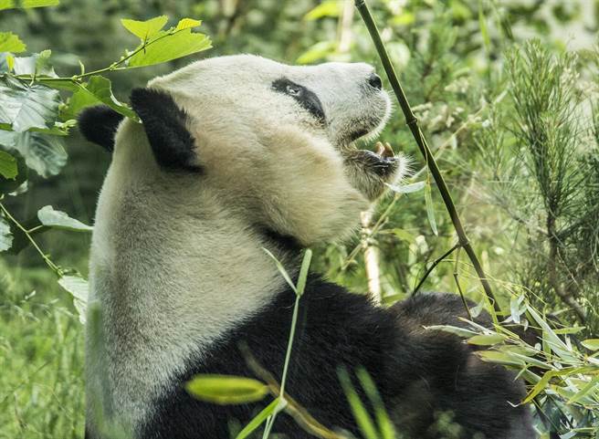 受到疫情影响，爱丁堡动物园无法负担大猫熊阳光、甜甜的高额租金，恐不再续约。(图为阳光／达志影像)