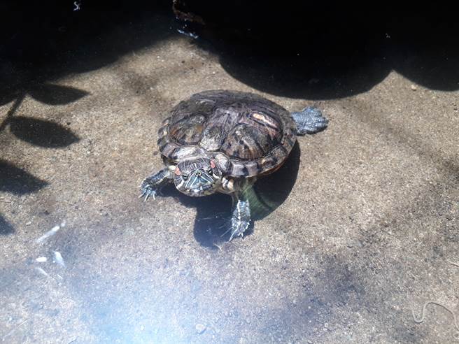 有人从高处将巴西龟丢下，导致牠龟壳破裂，当场血溅地面。(示意图／达志影像)