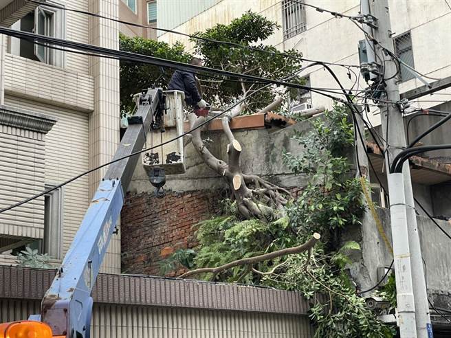 夸张！芦洲宅遭大树「霸占」支离破碎模样曝光，芦洲仁爱里长林宏典出资帮忙整修房屋（戴上容摄）