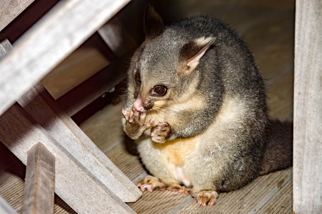 刷尾負鼠是澳洲城市常見的生物。(圖／達志影像)