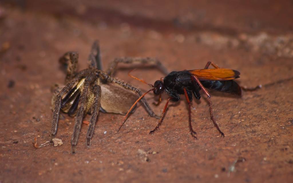 澳洲一戶人家在戶外吃飯時，突然看見一隻獵人蜘蛛和巨型黃蜂在「決鬥」的場面。(示意圖/達志影像)