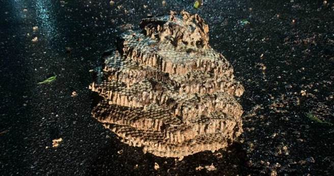 基隆市马路上昨日惊见超大蜂巢，所幸成功移除结束惊魂记。（图／翻摄画面）