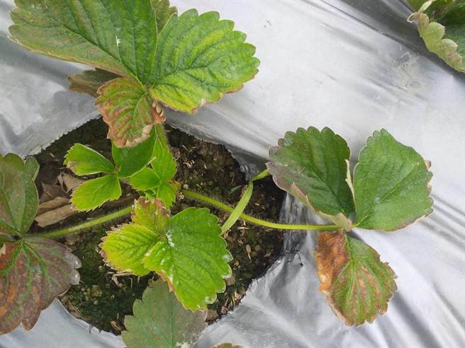 苗栗县大湖乡东兴村草莓园出现灾情，大片草莓苗叶枯死，莓农怀疑是人造雨酿祸，收益损失惨重。（徐鸿光提供／巫静婷苗栗报导）