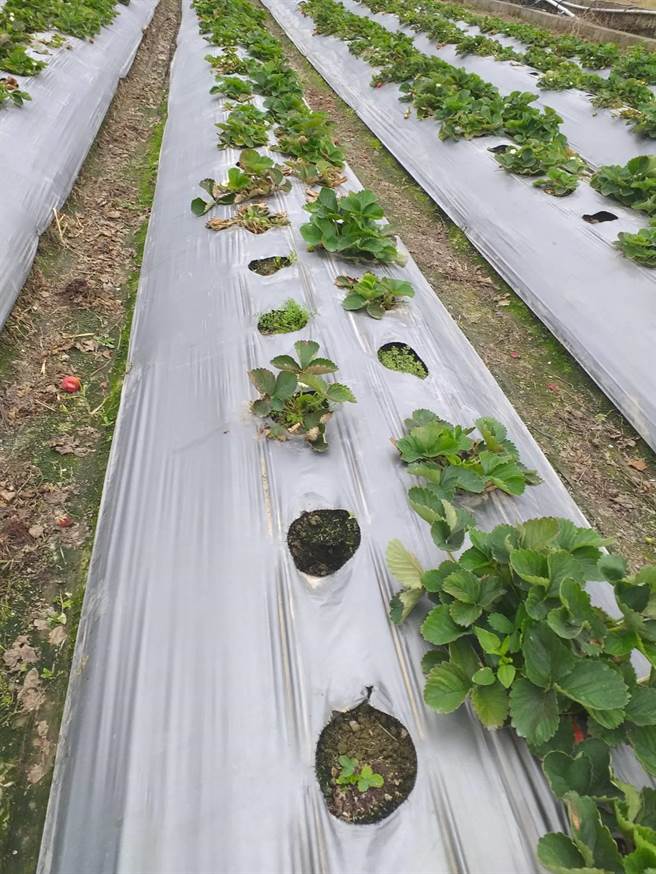 苗栗县大湖乡东兴村草莓园出现灾情，大片草莓苗叶枯死，莓农怀疑是人造雨酿祸，收益损失惨重。（徐鸿光提供／巫静婷苗栗报导）