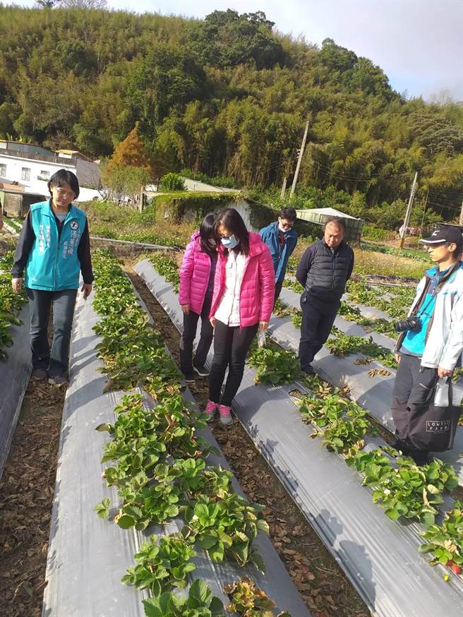 苗栗县大湖乡东兴村草莓园出现灾情，大片草莓苗叶枯死，苗栗区农改场5日现勘採样厘清原因。（徐鸿光提供／巫静婷苗栗报导）