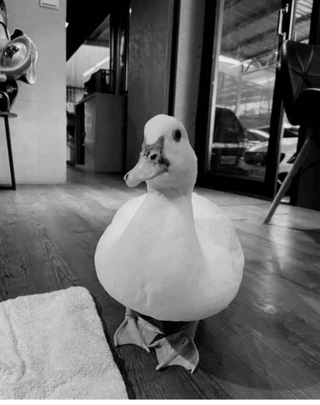 脸书粉专日前放了张可爱小鸭的照片指称欲缓和气氛。（摘自新富王鸭肉店脸书粉专）