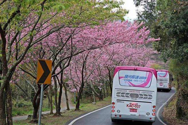 武陵樱花季开跑国光客运赏樱专车klook开放预订 新闻 科技