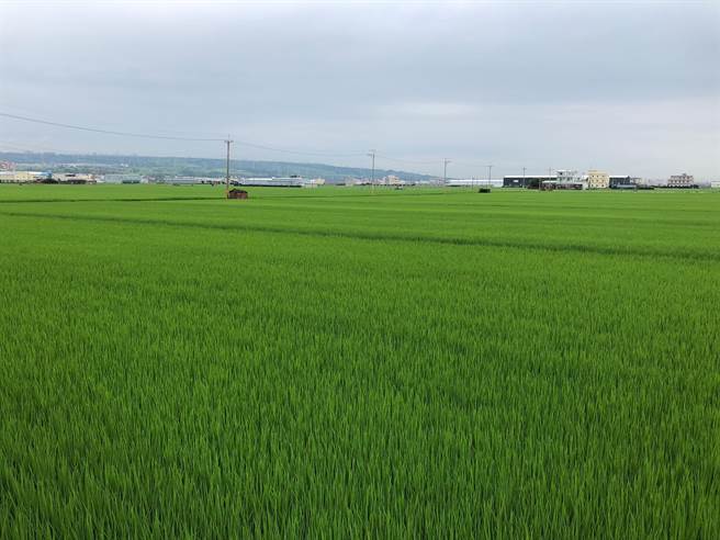 農委會公告台中今年一期稻作停灌，1月7日起受理補貼申請。（台中市農業局提供／王文吉台中傳真）