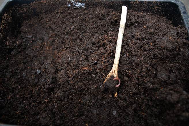 雲林縣政府「校園生廚餘在地處理」，利用蚯蚓製作廚餘堆肥。（張朝欣攝）