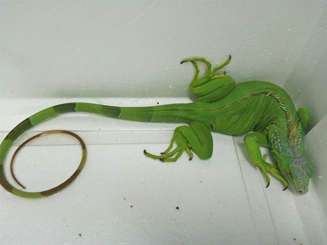 传出吉安乡疑似遭到绿鬣蜥入侵，县府农业处派员现勘访查中。图为绿鬣蜥示意图，非在花莲发现捕捉。（花莲县政府农业处提供／王志伟花莲传真）