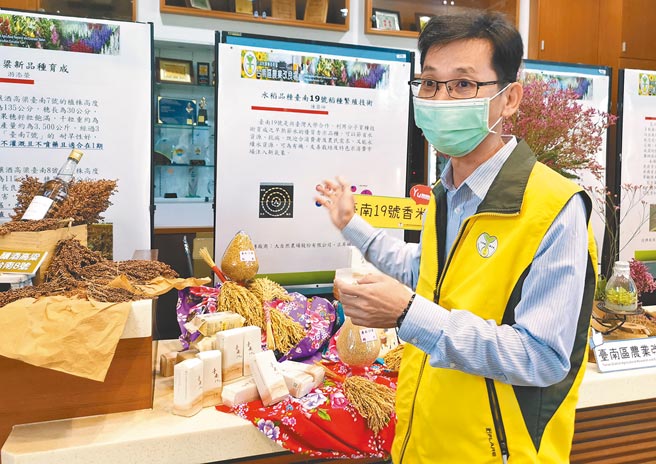 台南农改场嘉义分场场长陈荣坤表示，台南19号不仅有台南13号的芋香，还有台南16号米质优良口感的优点。（刘秀芬摄）