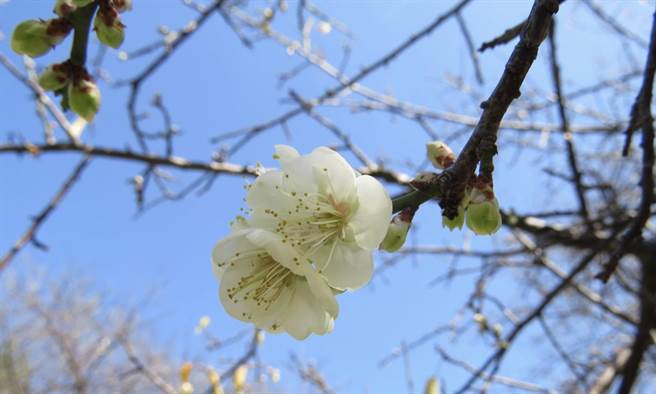 李利國》覓「槑」尋香 文人最愛梅花兩特質！圖／愛傳媒