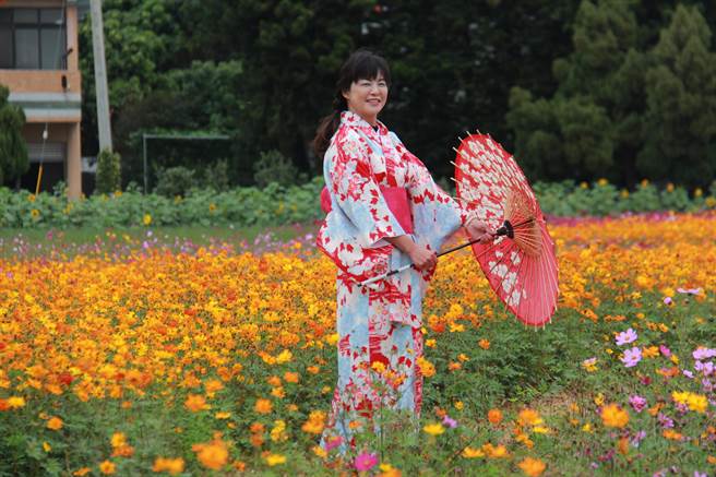 埔盐乡长许文萍，还换上和服漫步在花海中，让人以为置身在日本。(吴建辉摄)