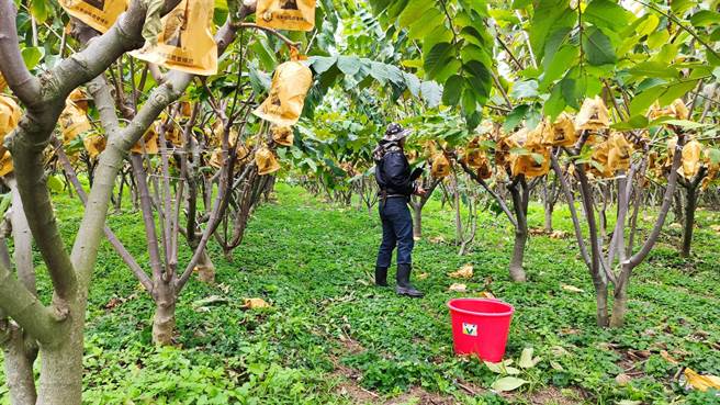 新冠肺炎疫情持对于进入产期的台东凤梨释迦外销首当其衝，对此，凤梨释迦产业策略联盟与台东地区农会共商对策后，首波推出75折优惠，期能让释迦农度过寒冬。（蔡旻妤摄）