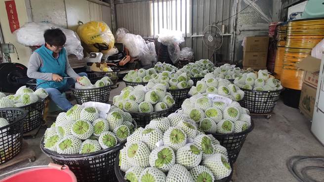 新冠肺炎疫情持对于进入产期的台东凤梨释迦外销首当其衝，对此，凤梨释迦产业策略联盟与台东地区农会共商对策后，首波推出75折优惠，期能让释迦农度过寒冬。（蔡旻妤摄）