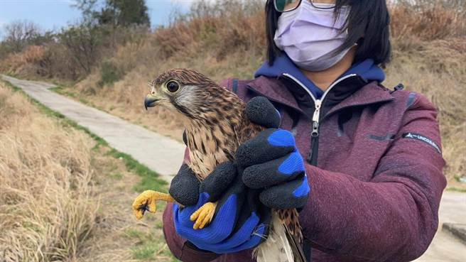 1隻珍稀保育類猛禽「紅隼」在小金門掛網，一度被發現的民眾帶回家養在雞舍內。（金門縣府農林科提供）