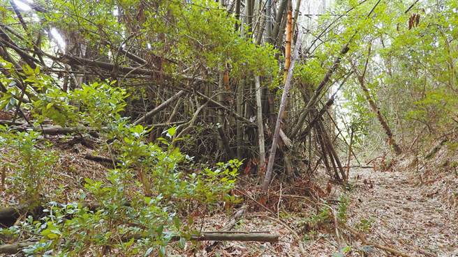 桃園市52歲鍾姓男子4日獨自前往山區砍竹，後來被友人發現鍾遭滑落邊坡的自小貨車壓倒在地，雙腿卡在輪下動彈不得、脫困後雖立即送醫救治，但鍾仍在2天宣告不治。(示意圖，非案發現場／本報系資料照片)