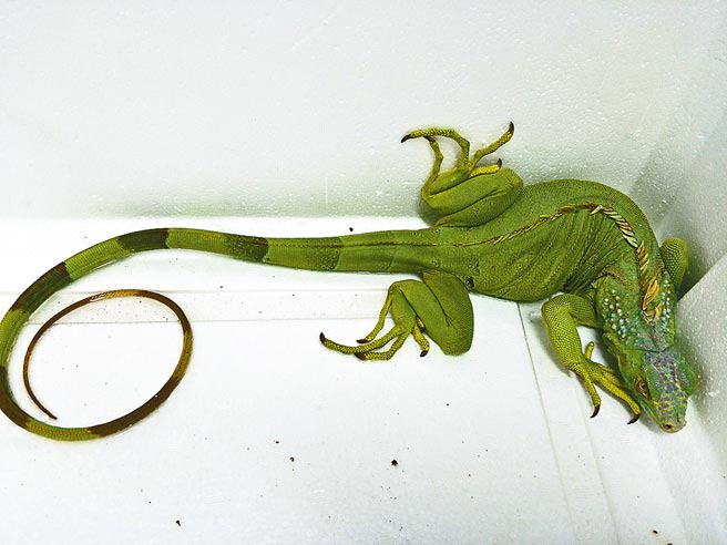 基隆市一名许姓男子在暖暖区源远路某住宅大楼地下室炼制「蒜精」，地上留有大片白色泡沫状液体。（基隆市议员林旻勋提供／陈彩玲基隆传真）