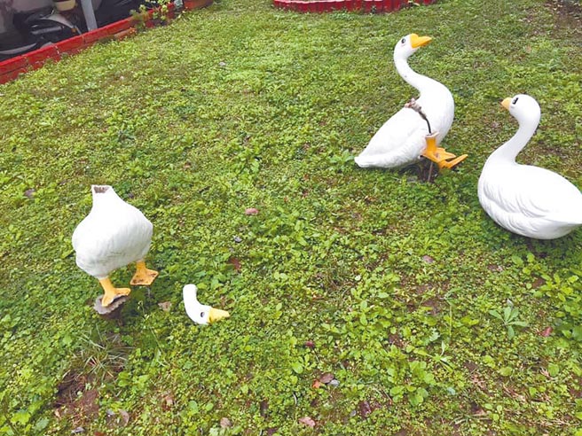 新北市泰山区明志路三段公园内的鹅艺术品遭破坏，2只鹅头和脚被弄断。（贵子里长戴联树提供／李俊淇新北传真）