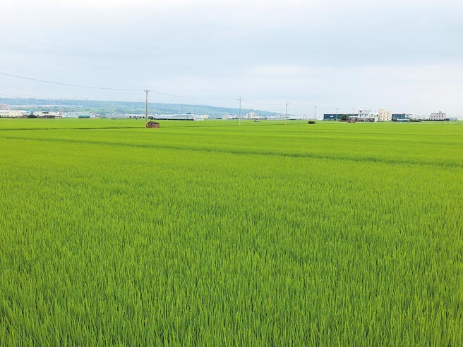 农委会公告台中今年一期稻作停灌，农友1月7日起可向农田水利署台中管理处工作站申办补偿。（台中市农业局提供／王文吉台中传真）