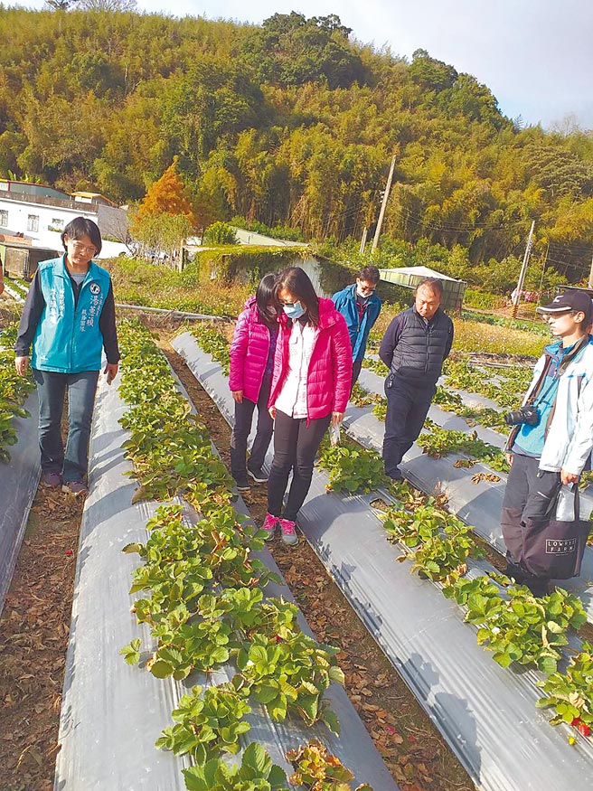 苗栗县大湖乡东兴村草莓园出现灾情，大片草莓苗叶枯死，苗栗区农改场5日现勘採样厘清原因。（徐鸿光提供／巫静婷苗栗报导）