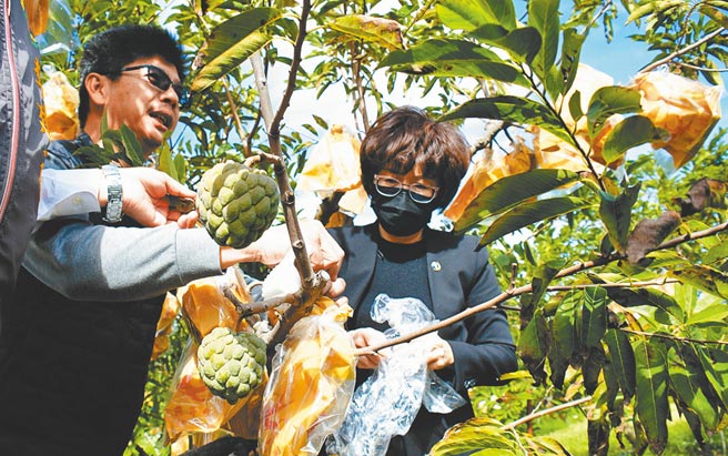 又有超级寒流要来，台东县长饶庆铃6日巡视释迦果园，叮咛农民启动防寒措施。（庄哲权摄）