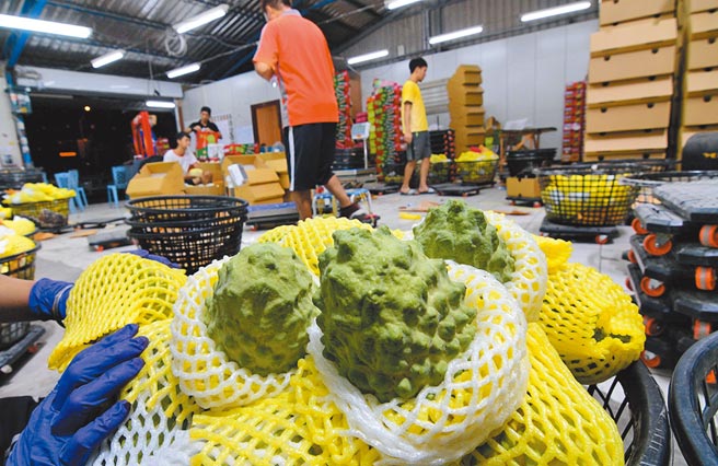 台東鳳梨釋迦進入產期，因貨櫃卡關，農民擔心外銷中國大陸通路受阻。（莊哲權攝）