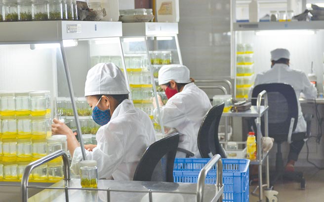 山东太阳纸业股份有限公司在寮国投资建设现代化纸浆厂。（新华社资料照片）