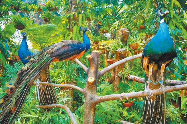 孔雀是西双版纳的吉祥物之一。（本报系资料照片）