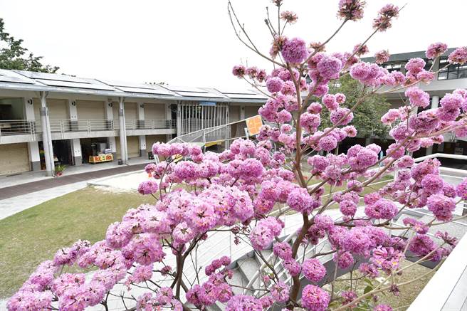 「牛气」作品在八卦山大佛游客中心前，粉红洋风铃木也正缤纷绽放。（吴敏菁摄）