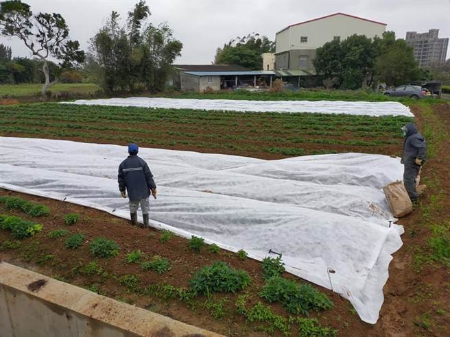 為防範6度低溫寒流來襲，農友在地瓜上覆蓋不織布保溫。（桃園市農業局提供／姜霏桃園傳真）