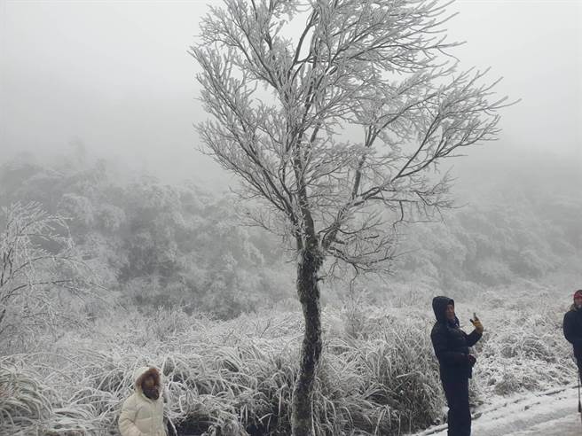 台七甲線思源埡口到勝光派出所積雪5公分，山林結滿霧淞冰霜，堪稱全台獨一無二的冰天雪地美景。（武陵農場提供／王文吉台中傳真）