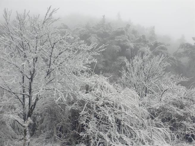 台七甲線思源埡口積雪5公分，山林結滿霧淞冰霜，堪稱全台獨一無二的冰天雪地美景。（武陵農場提供／王文吉台中傳真）