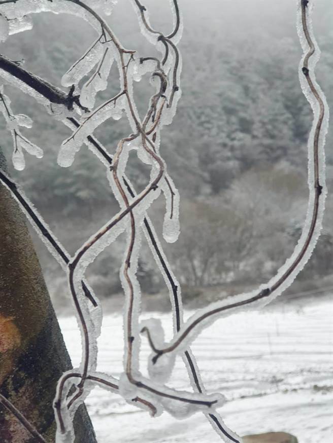 台七甲線思源埡口積雪5公分，山林結滿霧淞冰霜，堪稱全台獨一無二的冰天雪地美景。（武陵農場提供／王文吉台中傳真）
