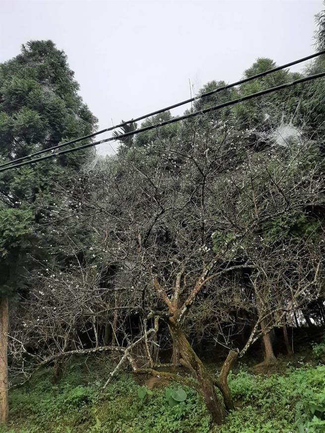 台南市楠西区梅岭多为国有林地，农民承租土地种植梅树受到多种限制。（许鸿文提供／刘秀芬台南传真）