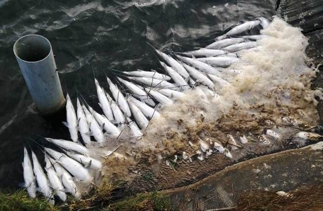 彰化超过12万尾虱目鱼暴毙。（渔民提供／吴敏菁彰化传真）