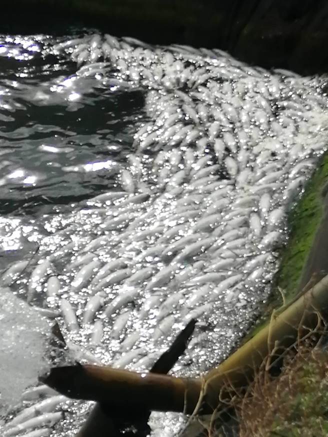 彰化超过12万尾虱目鱼暴毙。（渔民提供／吴敏菁彰化传真）