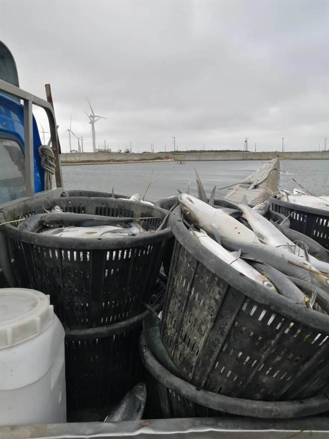 彰化超过12万尾虱目鱼暴毙。（渔民提供／吴敏菁彰化传真）