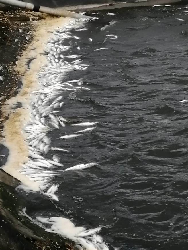 彰化超过12万尾虱目鱼暴毙。（渔民提供／吴敏菁彰化传真）