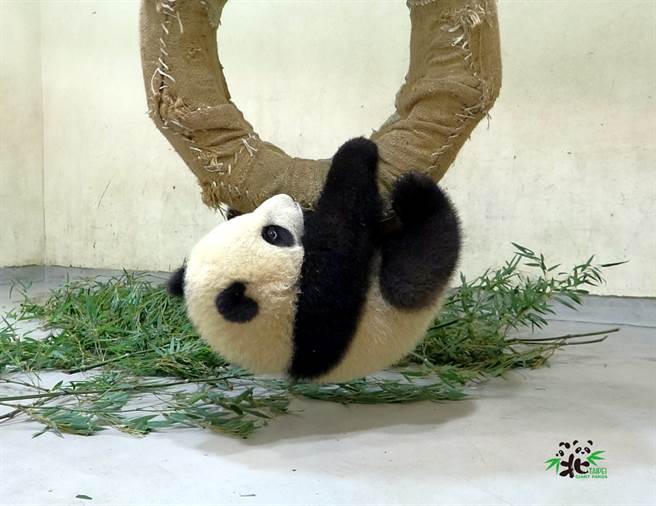 最近超火红的人气王—圆宝。(图片/台北市立动物园提供)