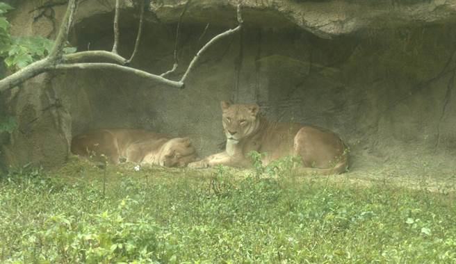 电热仿岩表面上看起来和一般的岩石相同，但它会散发出温暖的热气，狮子非常喜欢依偎在附近休息。(摄影/陈宏睿)