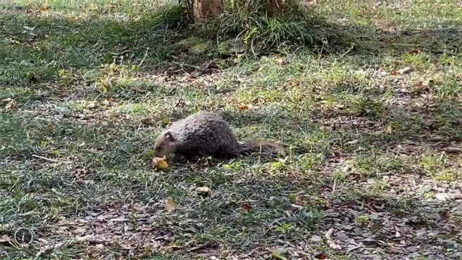 近來雙流森林遊樂區垃圾變多，還出現「野生動物吃廚餘」亂象，稀有的食蟹獴頻繁現蹤遊客活動區，林管處擔憂牠們受傷害。（林管處提供／謝佳潾屏東傳真）