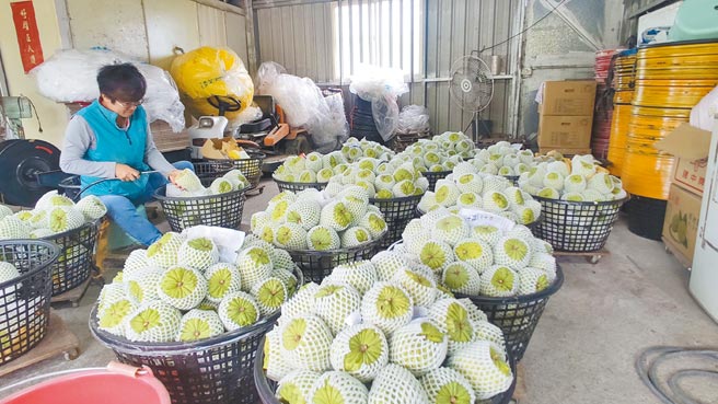 新冠肺炎疫情肆虐，进入产期的台东凤梨释迦外销首当其衝，对此，凤梨释迦产业策略联盟与台东地区农会共商对策，首波推出75折优惠，期让释迦农度过寒冬。（蔡旻妤摄）