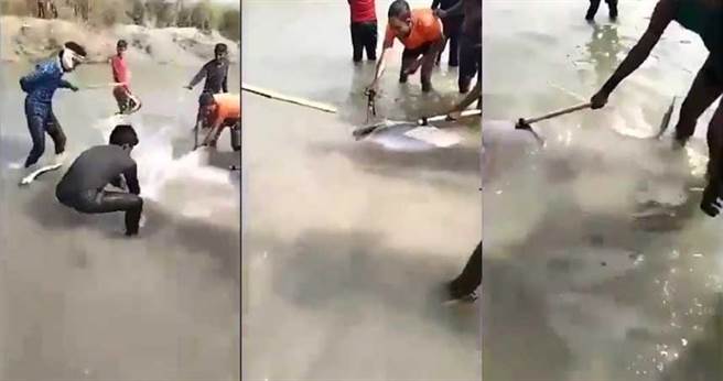 一隻恆河海豚遭當地民眾亂棒打死。（圖／翻攝自推特）