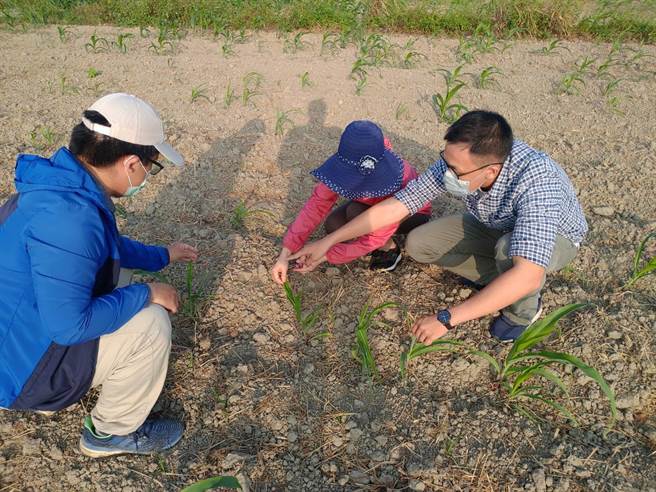 农业天然灾害现金救助小组抽查情形。（台南市农业局提供／刘秀芬台南传真）