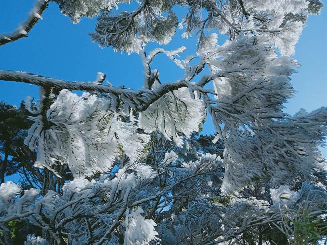 寒流来袭，百岳之一的北大武山出现了「雾淞」美景。（屏东林管处提供／潘建志屏东传真）